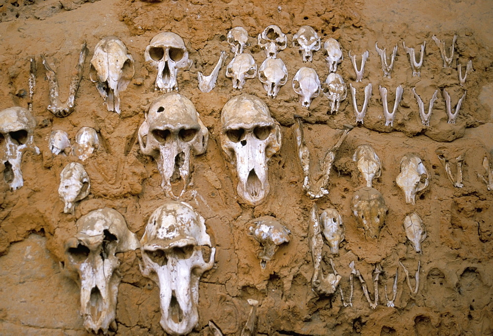 Monkey skulls embedded in mud wall to protect against evil spirits, Dogon village of Telle, UNESCO World Heritage Site, Mali, Africa