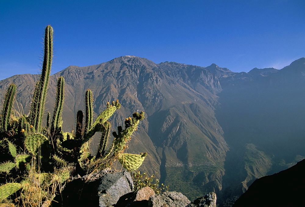 Colca Canyon, Andes, Peru, South America