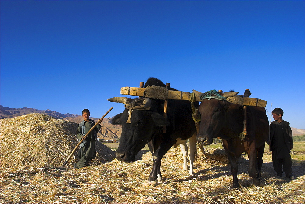 Boys threshing with oxen, Bamiyan, Bamiyan Province, Afghanistan, Asia