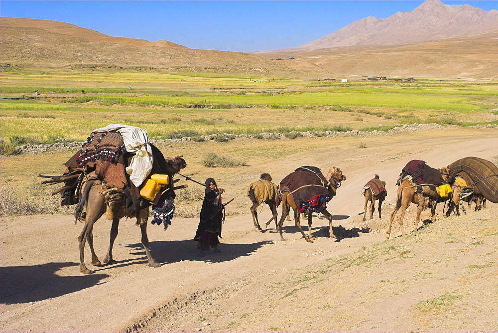 Kuchie nomad camel train, between Chakhcharan and Jam, Afghanistan, Asia