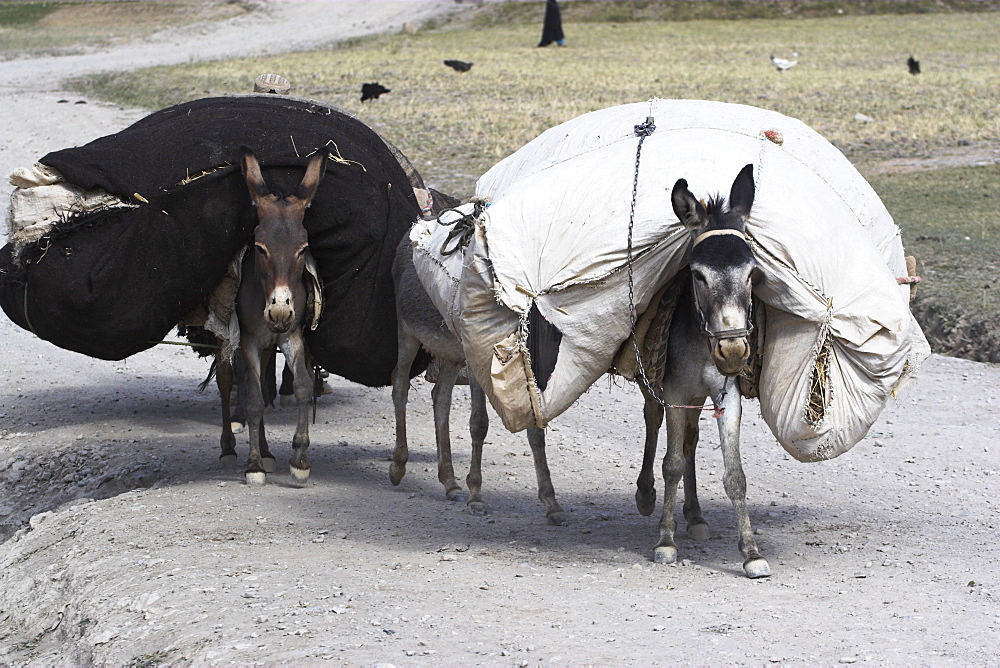 Laden donkeys, Pal-Kotal-i-Guk, between Chakhcharan and Jam, Afghanistan, Asia