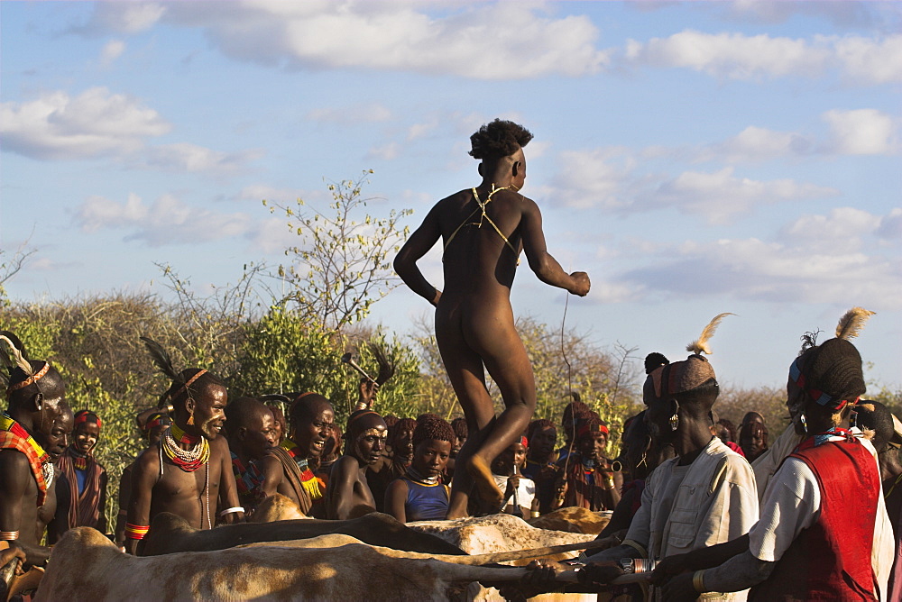 Hamer Jumping of the Bulls initiation ceremony, naked initiate running over backs of bulls or cows, Turmi, Lower Omo valley, Ethiopia, Africa 