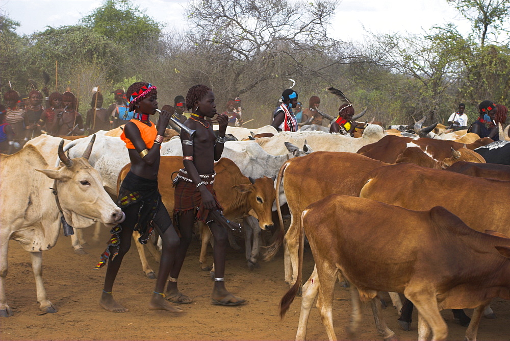 Ritual dancing round cows and bulls before the initiate jumps, Jumping of the Bulls initiation ceremony of the Hamer (Hamar) people, Turmi, Lower Omo Valley, Ethiopia, Africa