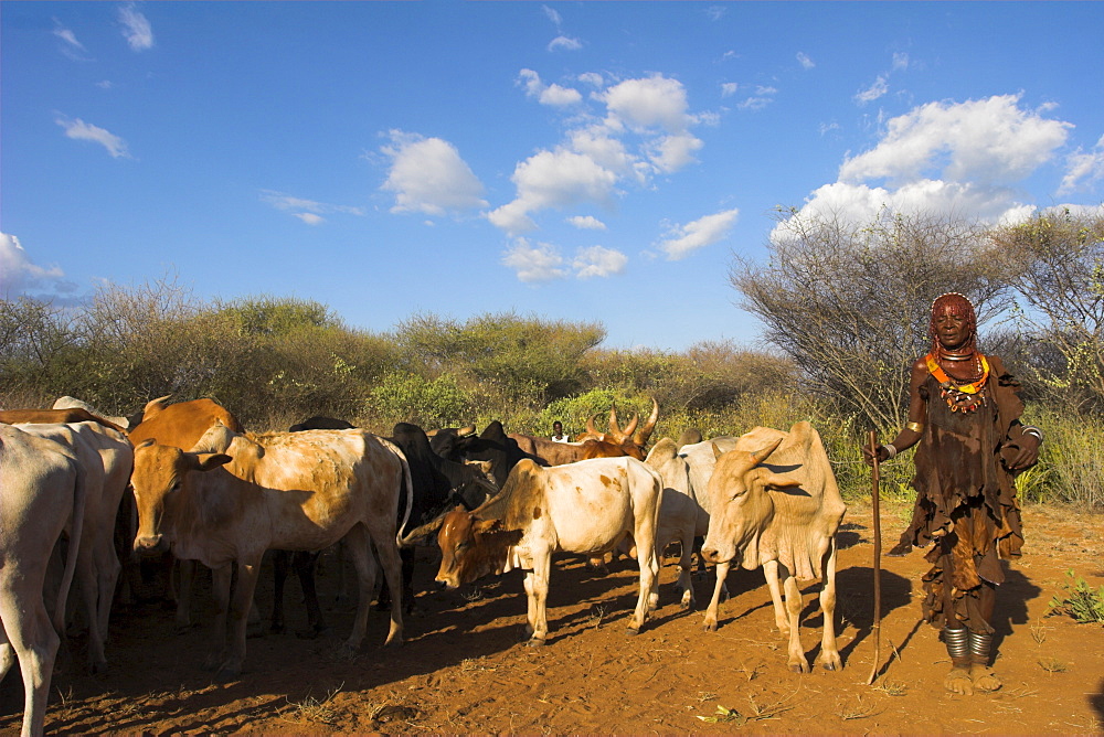 Ritual dancing round cows and bulls before the initiate jumps, Jumping of the Bulls initiation ceremony of the Hamer (Hamar) people, Turmi, Lower Omo Valley, Ethiopia, Africa