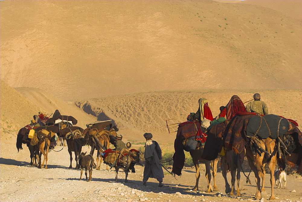 Kuchie nomad camel train, between Chakhcharan and Jam, Afghanistan, Asia