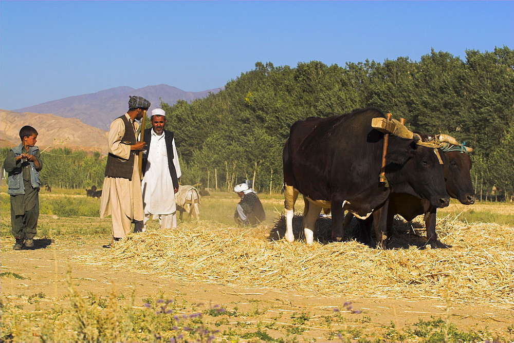 Threshing with oxen, Bamiyan Province, Afghanistan, Asia