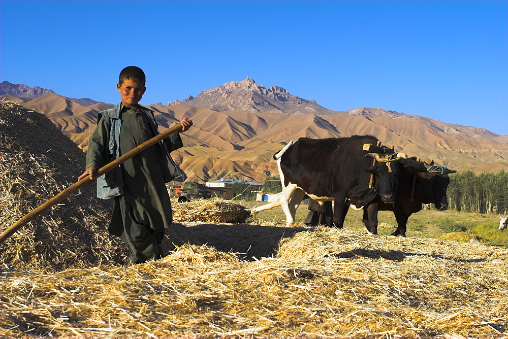 Boy threshing with oxen, Bamiyan Province, Afghanistan, Asia