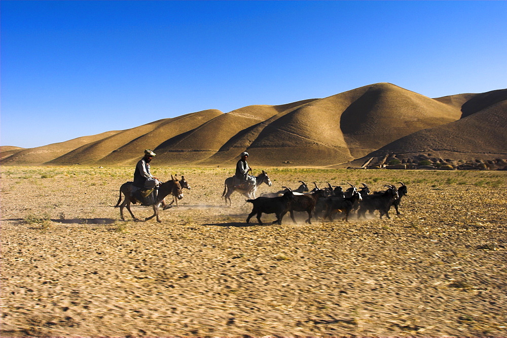 Men on donkeys tending goats, between Herat and Maimana, after Bala Murghah, Afghanistan, Asia