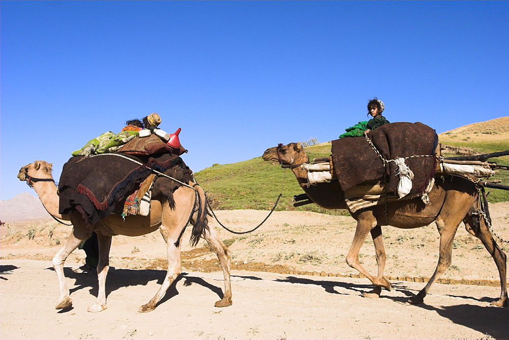 Children sitting on top of camels, Kuchie nomad camel train, between Chakhcharan and Jam, Afghanistan, Asia