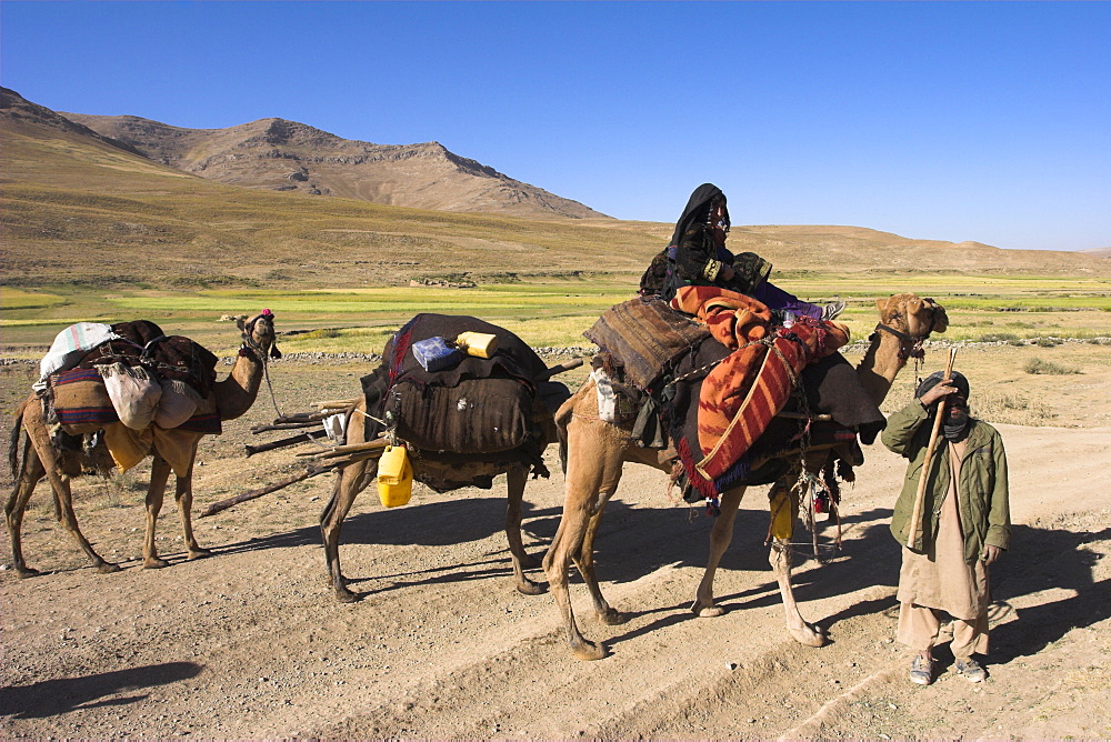 Kuchie nomad camel train, between Chakhcharan and Jam, Afghanistan, Asia