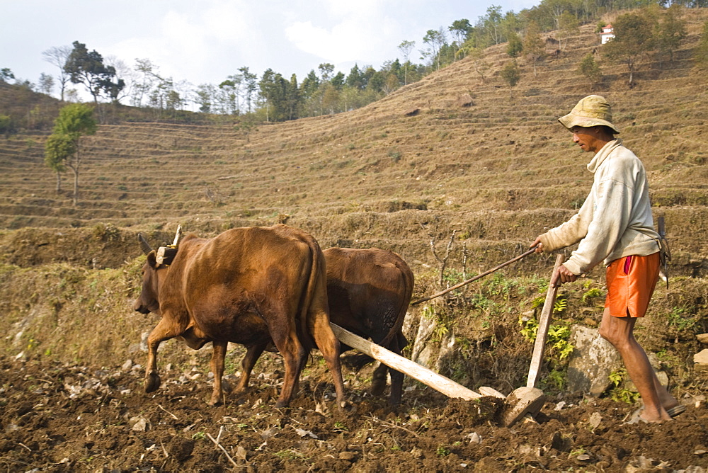 Farmer ploughing field with oxen, Royal trek, Pokhara, Nepal, Asia