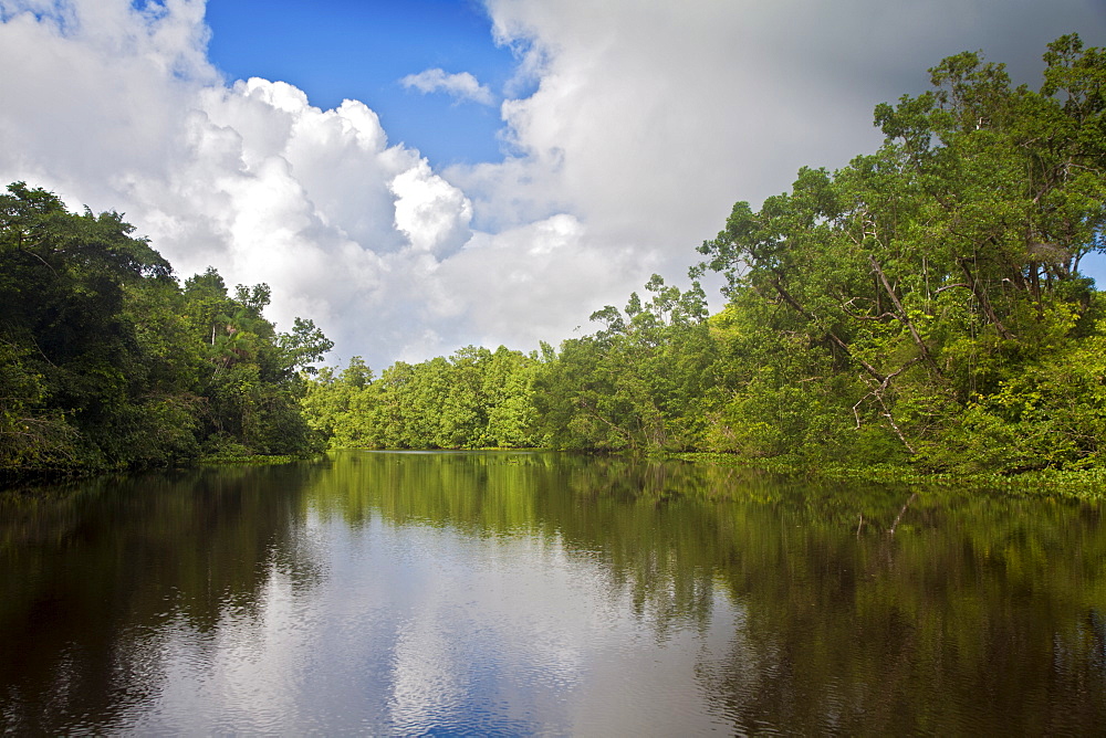 Delta Amacuro, Orinoco Delta, Venezuela, South America