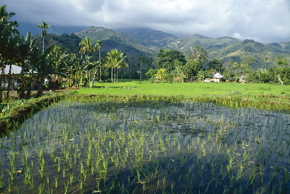 Rice paddy fields, Moni, island of Flores, Indonesia, Asia