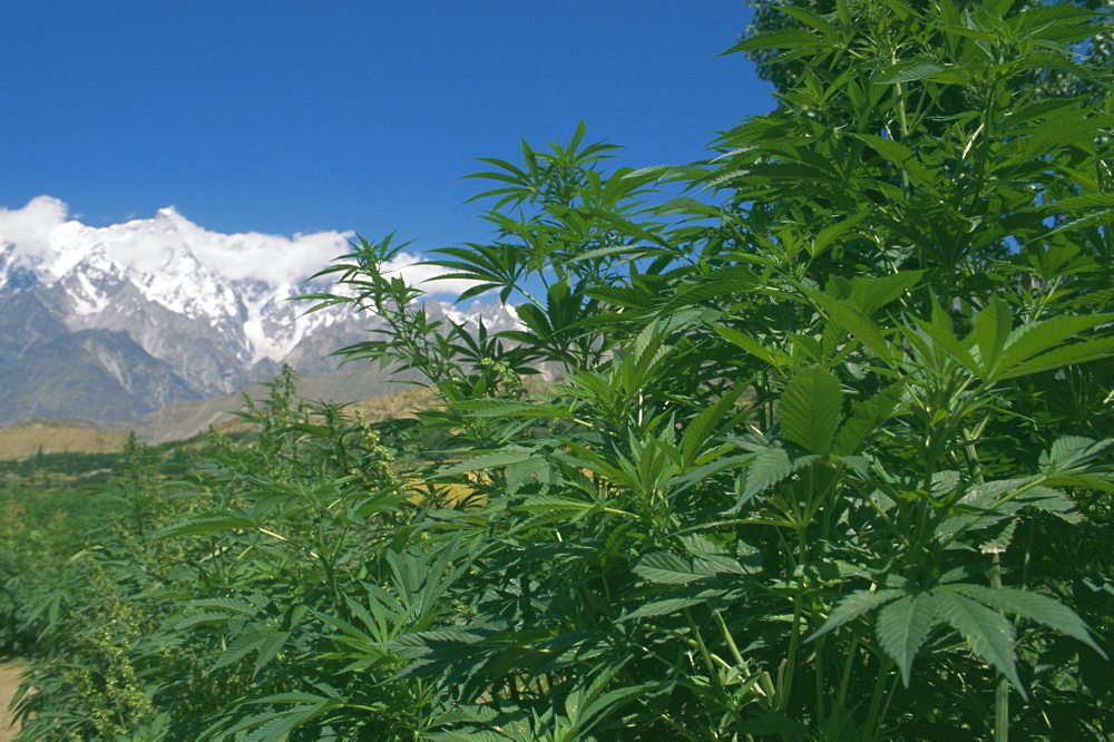 Marijuana bushes, near Hopar Glacier, Hunza, Pakistan, Asia