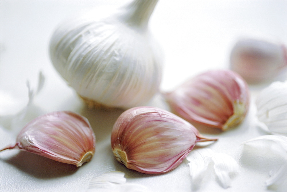 Studio shot of a bulb (head) and individual cloves of garlic