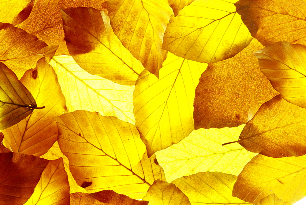 Back-lit autumnal beech leaves on lightbox