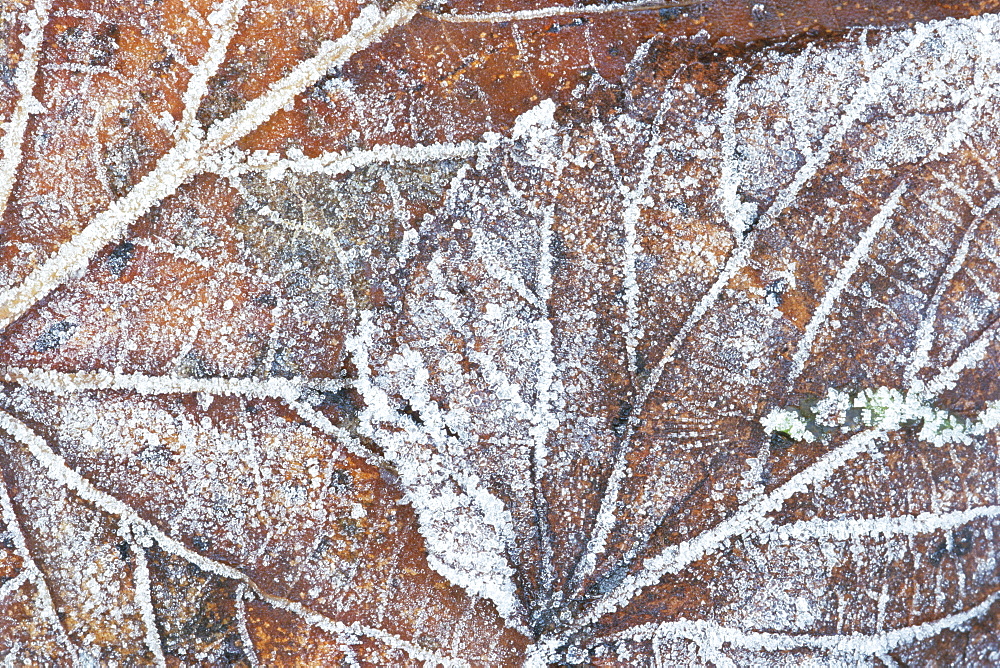 Frost covered autumnal leaves on grass, Peterborough, Cambs, England 