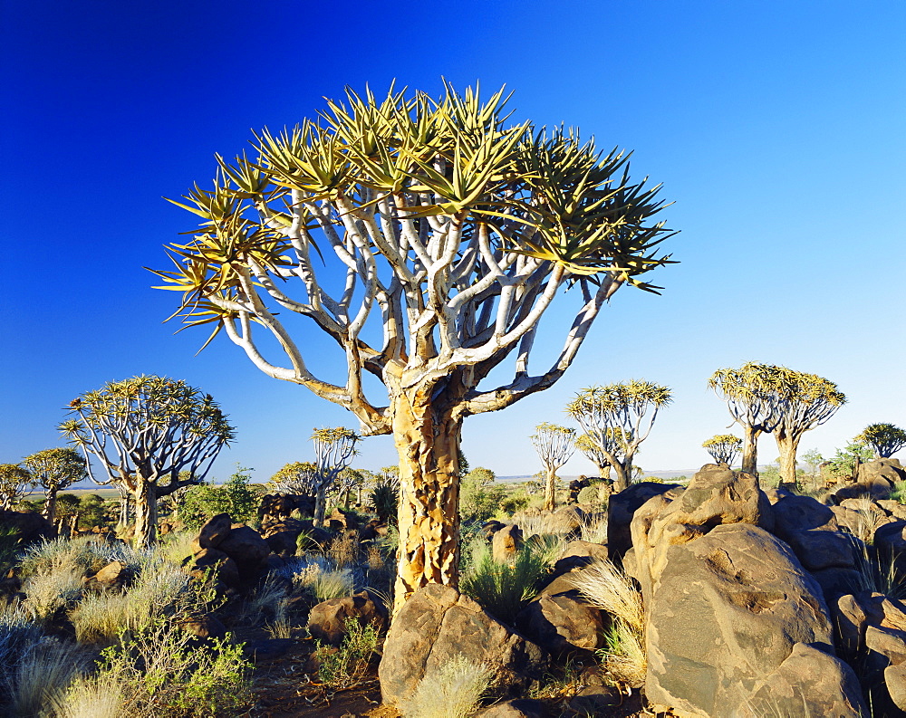 Quivertrees (Kokerbooms) in the Quivertree Forest (Kokerboowoud) near Keetmanshoop, Namibia