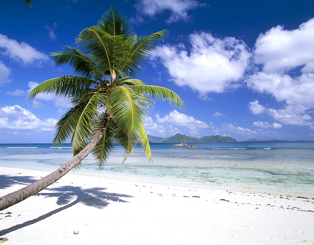 Leaning palm tree and beach, Anse Severe, island of La Digue, Seychelles, Indian Ocean, Africa