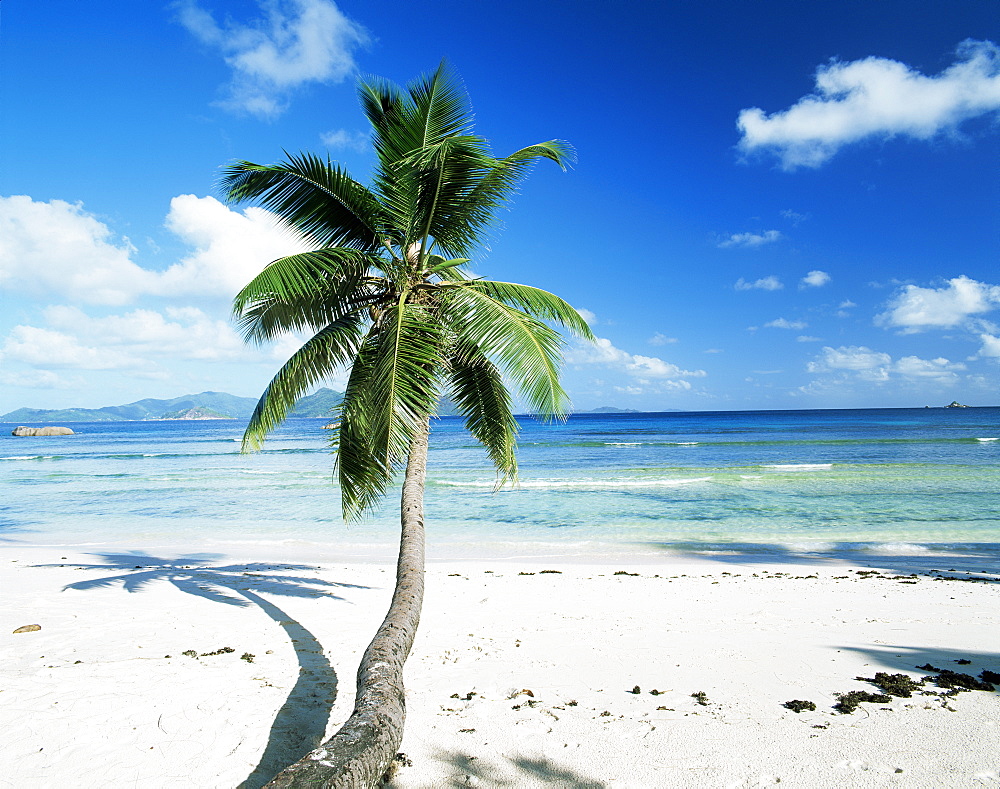 Leaning palm tree and beach, Anse Severe, La Digue island, Seychelles, Indian Ocean, Africa