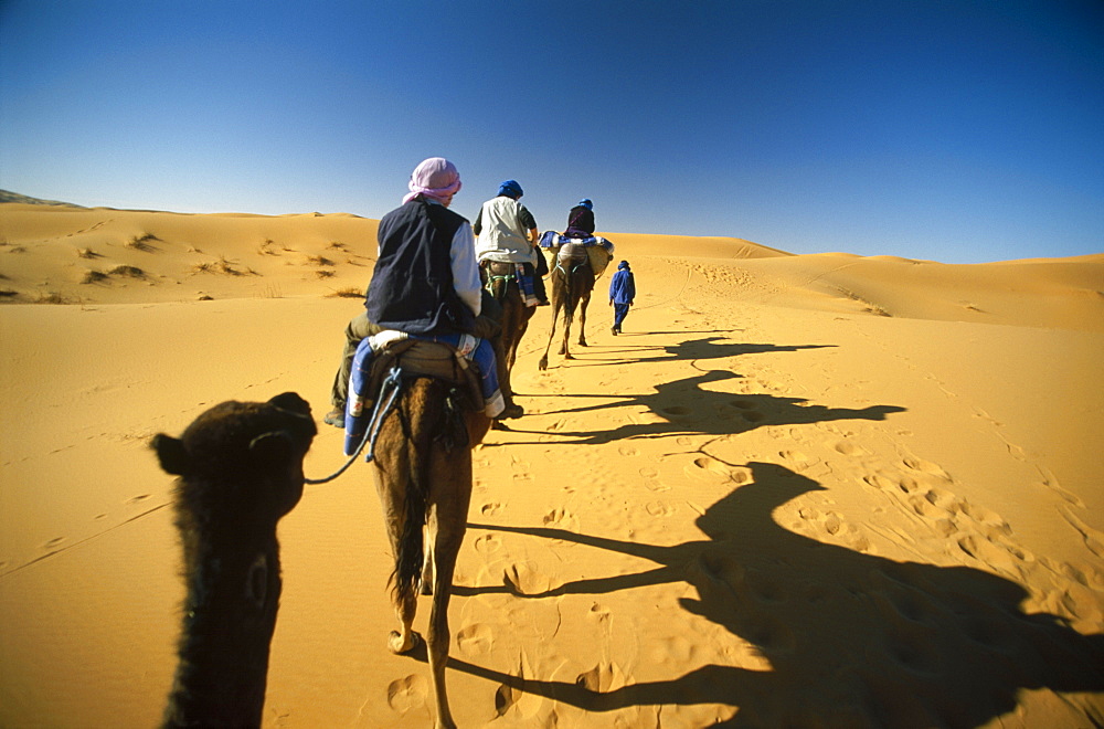 Camels trek in dunes of Sahara near Merzouga, Morocco, North Africa. 