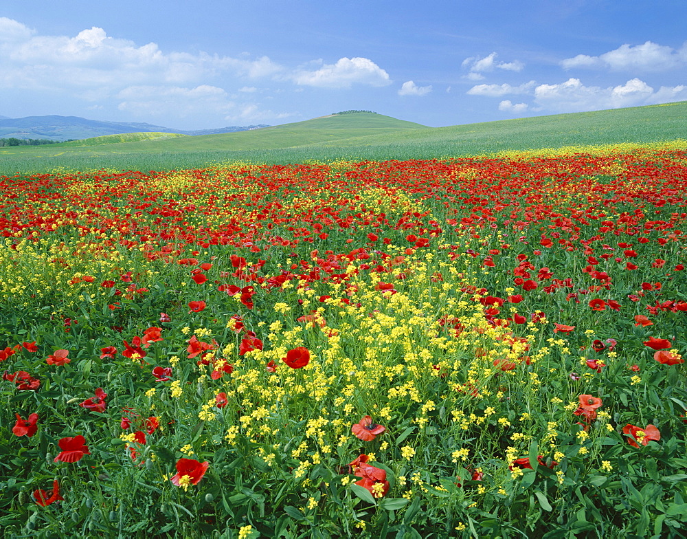 Field of poppies and wild flowers, near Montchiello, Tuscany, Italy, Europe