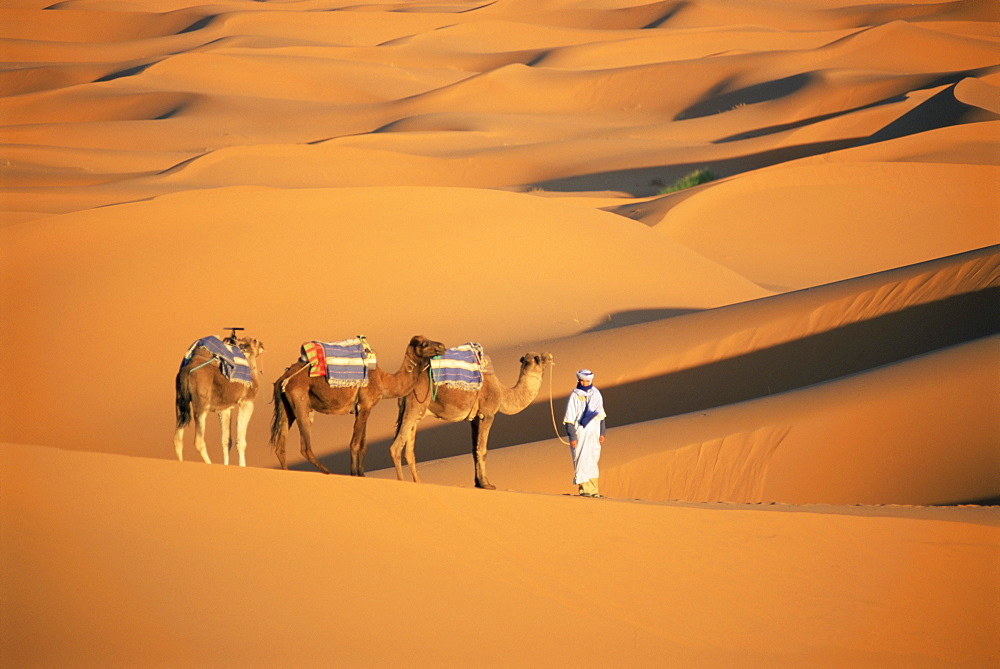 Camel guide and camels, rolling sand dunes of the Erg Chebbi dune sea, Sahara Desert, near Merzouga, Morocco, North Africa, Africa