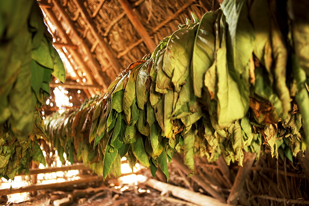 Tobacco leaves on racks in drying shed, Vinales, Cuba, West Indies, Central America