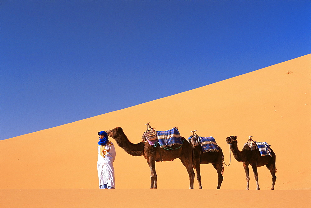 Berber camel leader with three camels in Erg Chebbi sand dunes, Sahara Desert, near Merzouga, Morocco, North Africa, Africa