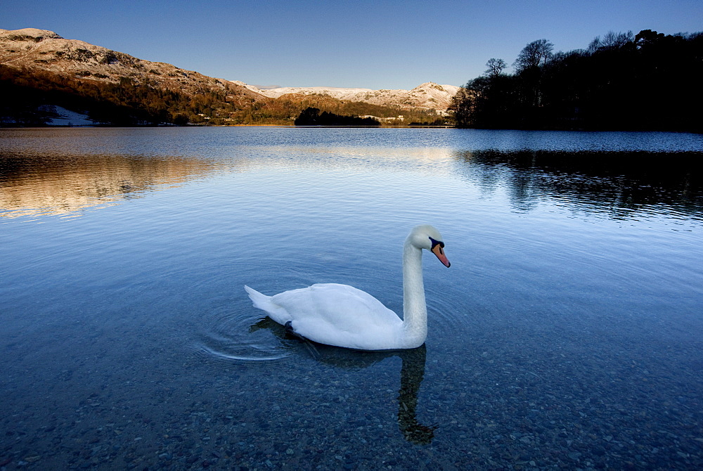 View across Grasmere on snowy winter morning with sunlight on distant fells and an adult swan on the lake edge, near Ambleside, Lake District National Park, Cumbria, England, United Kingdom, Europe