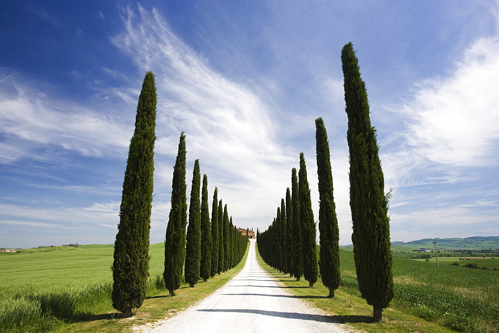 Avenues of cypress trees and driveway leading to farmhouse, near Pienza, Tuscany, Italy, Europe