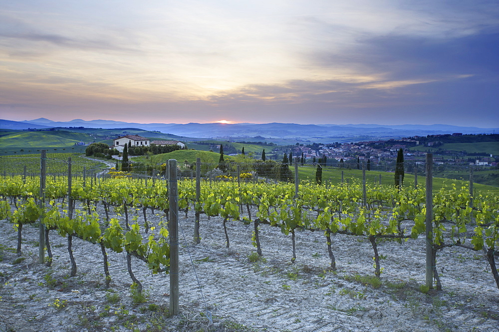 Vineyard at sunset above the village of Torrenieri, near San Quirico d'Orcia, Tuscany, Italy, Europe