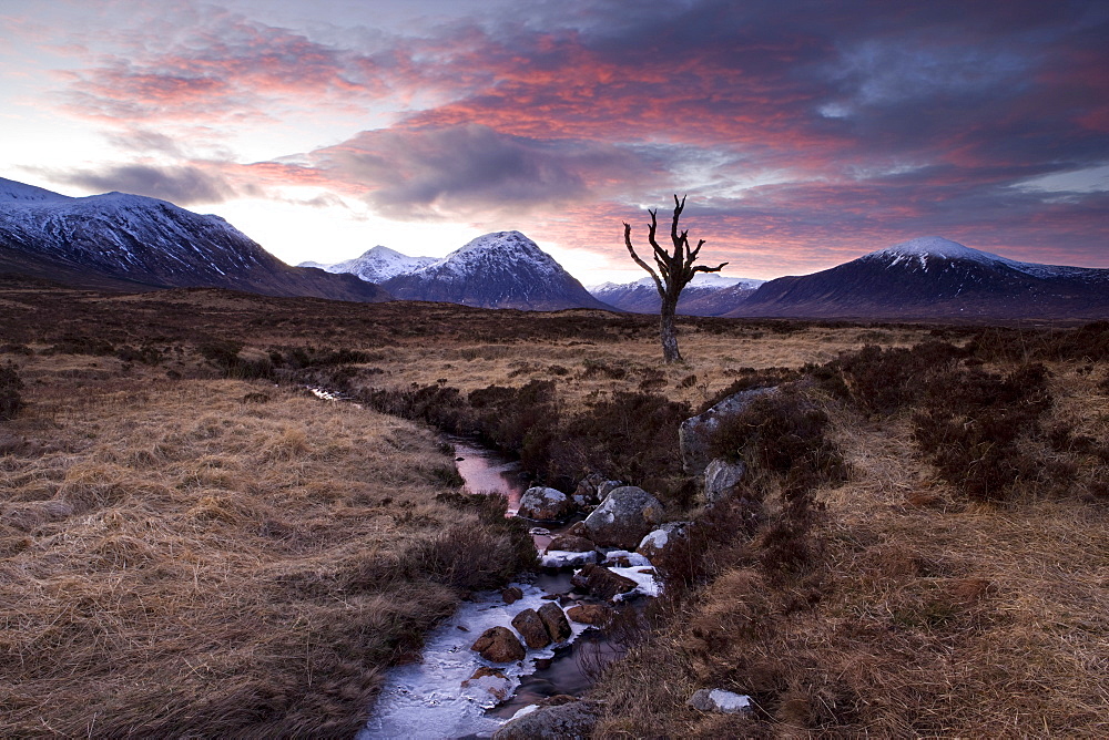 Winter view of Rannoch Moor at sunset with dead tree, frozen stream and snow-covered mountains in the distance, near Fort William, Highland, Scotland, United Kingdom, Europe