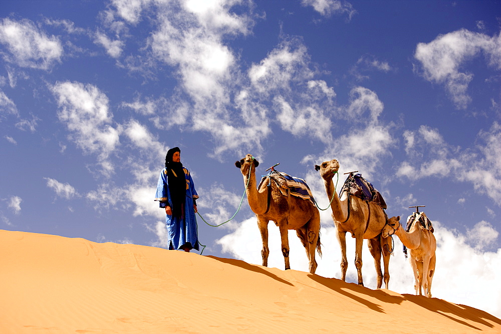 Berber man in blue robe with three camels on the ridge of a sand dune in the Erg Chebbi sand sea near Merzouga, Morocco, North Africa, Africa