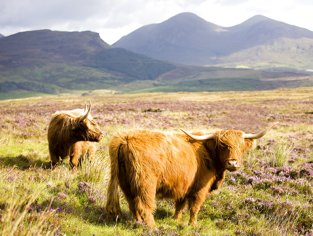 Pair of Highland cows grazing among heather near Drinan, on road to Elgol, Isle of Skye, Highlands, Scotland, United Kingdom, Europe