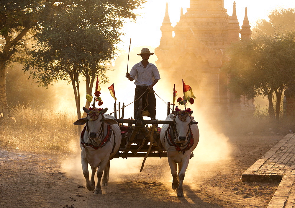 Bullock cart on a dusty track among the temples of Bagan with light from the setting sun shining through the dust, Bagan, Myanmar (Burma), Southeast Asia