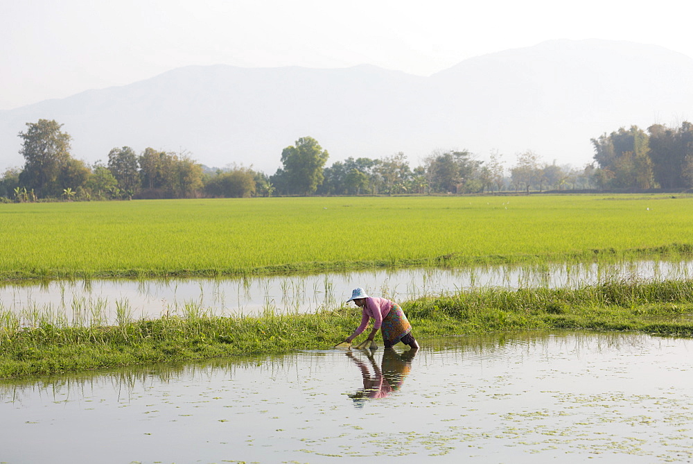 Woman working in paddy fields near Kengtung (Kyaingtong), Shan State, Myanmar (Burma), Asia