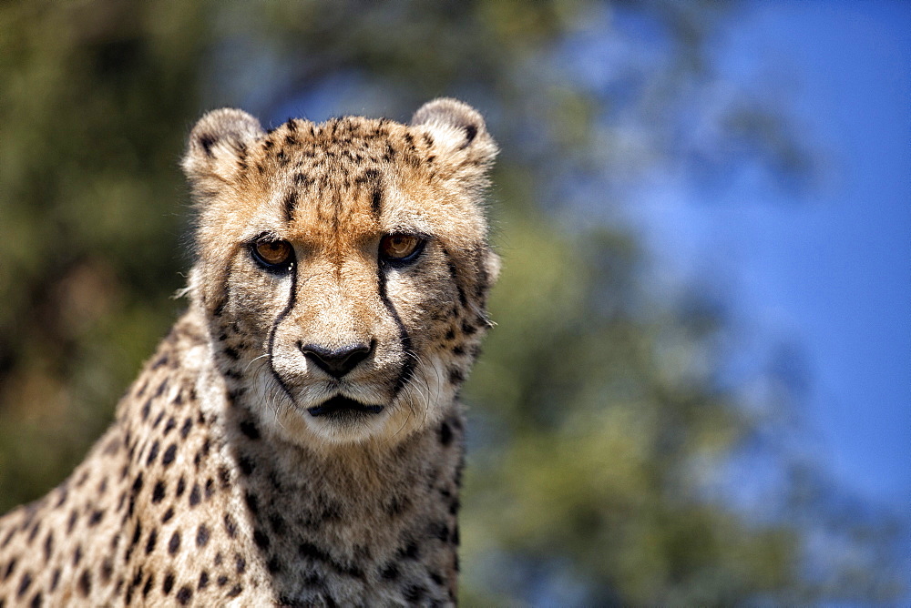 Cheetah against blue sky, Amani Lodge, near Windhoek, Namibia, Africa