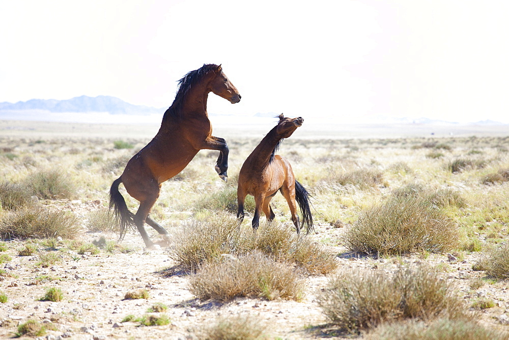 Two wild horses sparring in the bleached landscape near Aus, Namibia, Africa