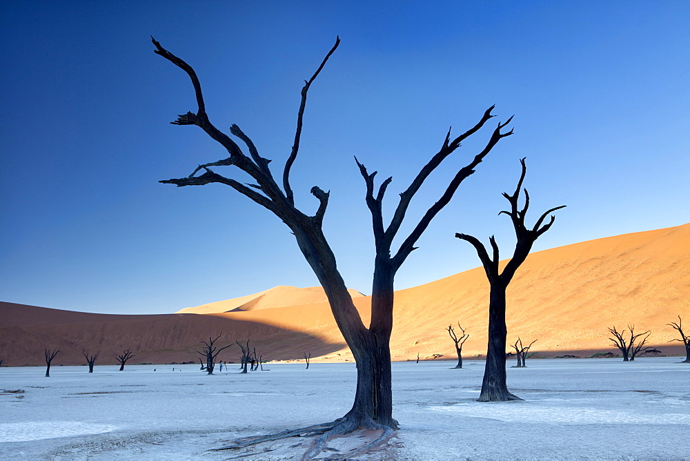 Dead camelthorn trees said to be centuries old in silhouette against towering orange sand dunes bathed in morning light in the dried mud pan at Dead Vlei, Namib Desert, Namib Naukluft Park, Namibia, Africa