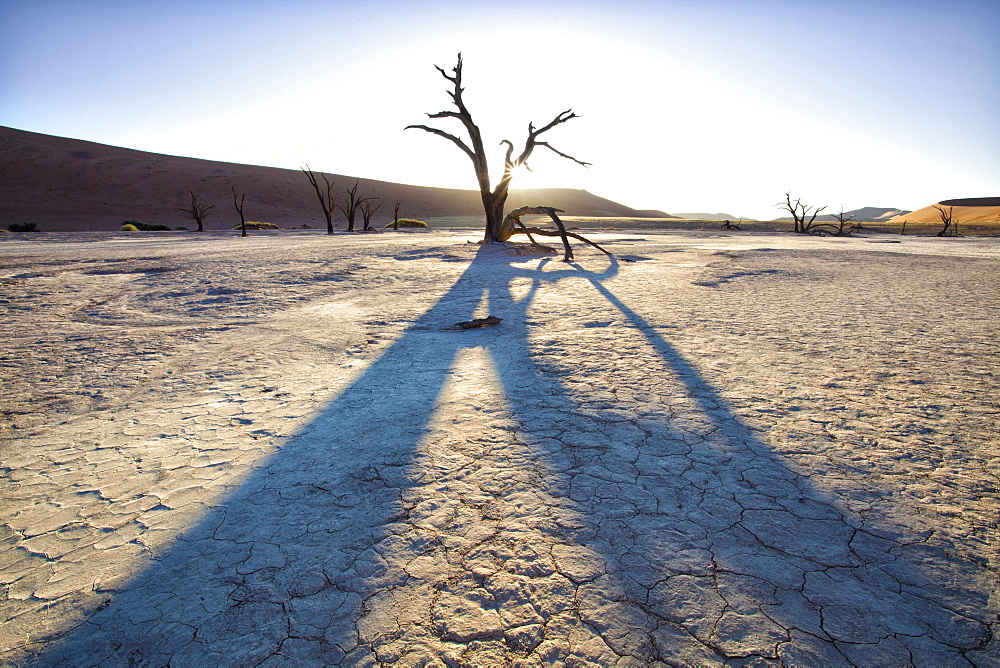 Dead camelthorn trees said to be centuries old in silhouette at sunset in the dried mud pan at Dead Vlei, Namib Desert, Namib Naukluft Park, Namibia, Africa