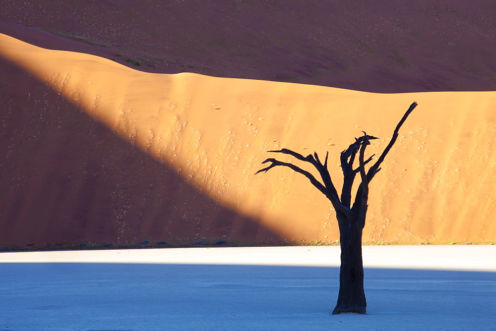 Dead camelthorn tree said to be centuries old in silhouette against towering orange sand dunes bathed in evening light at Dead Vlei, Namib Desert, Namib Naukluft Park, Namibia, Africa