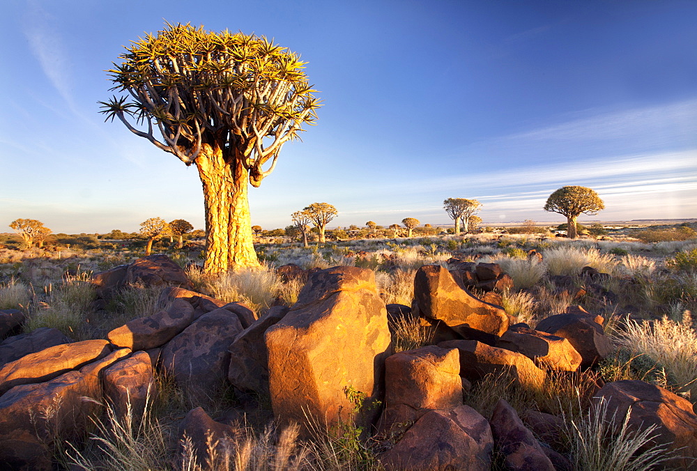 Quiver trees (Aloe Dichotoma), also referred to as Kokerboom, in the Quivertree Forest on Farm Gariganus near Keetmanshopp, Namibia, Africa