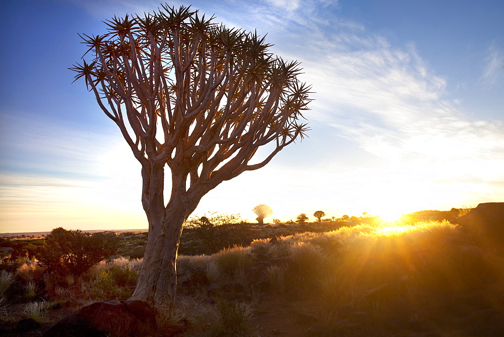 Quiver trees (Aloe Dichotoma), also referred to as Kokerboom, in the Quivertree Forest on Farm Gariganus near Keetmanshopp, Namibia, Africa