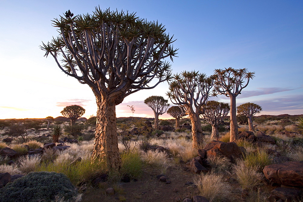 Quiver trees (Aloe Dichotoma), also referred to as Kokerboom, in the Quivertree Forest on Farm Gariganus near Keetmanshopp, Namibia, Africa