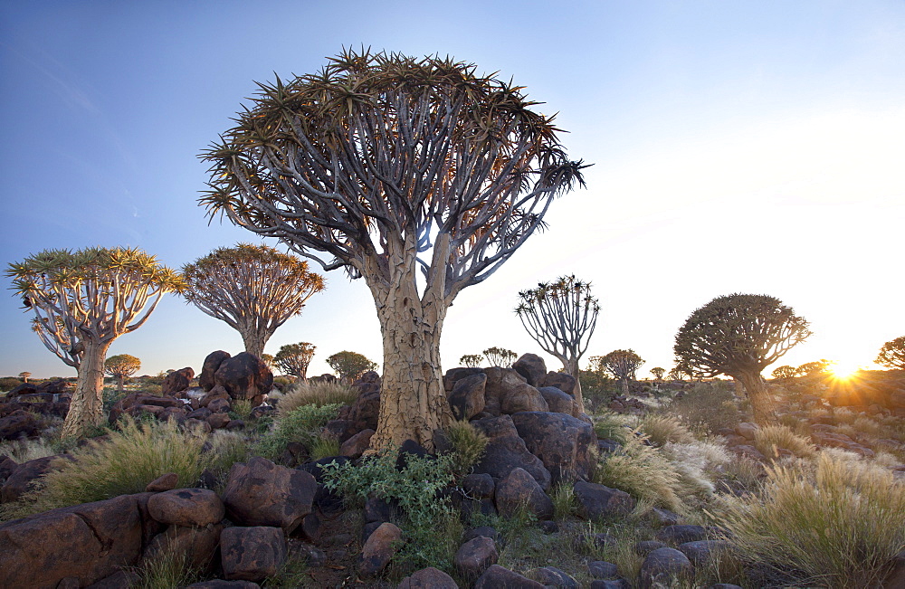 Quiver trees (Aloe Dichotoma), also referred to as Kokerboom, in the Quivertree Forest on Farm Gariganus near Keetmanshopp, Namibia, Africa