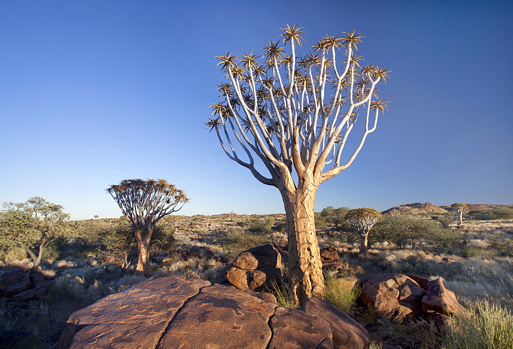 Quiver trees (Aloe Dichotoma), also referred to as Kokerboom, in the Quivertree Forest on Farm Gariganus near Keetmanshopp, Namibia, Africa