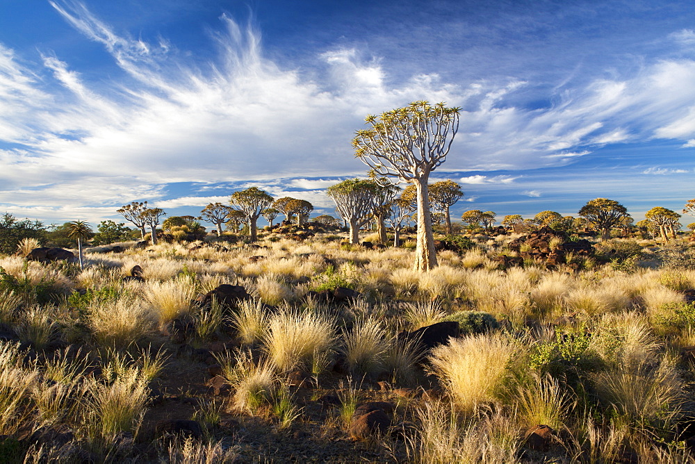 Quiver trees (Aloe Dichotoma), also referred to as Kokerboom, in the Quivertree Forest on Farm Gariganus near Keetmanshopp, Namibia, Africa