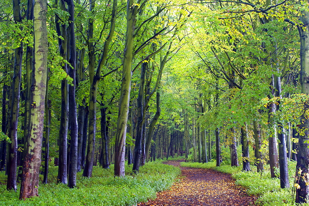 Beech woodland in spring with path snaking between the trees, Alnwick Garden, Alnwick, Northumberland, England, United Kingdom