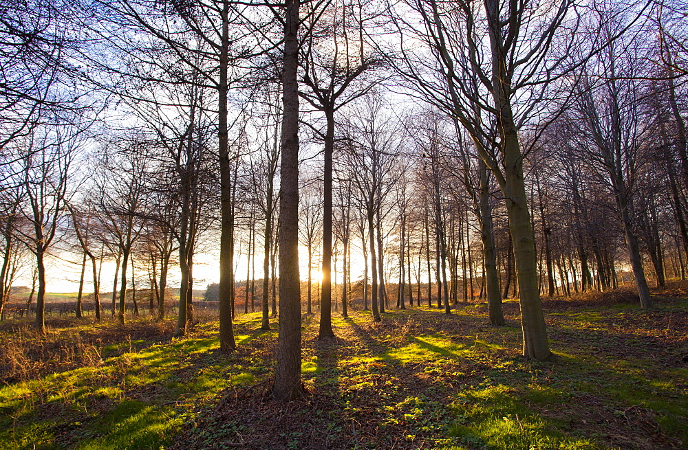 Winter woodland backlit by the late afternoon sun, Longhoughton, near Alnwick, Northumberland, England, United Kingdom, Europe 